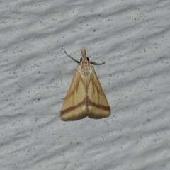 Microtheoris vibicalis