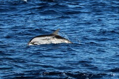 Stenella coeruleoalba