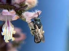 Ceratina unimaculata