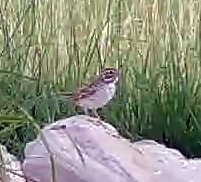 Chondestes grammacus