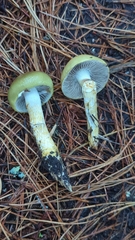 Stropharia