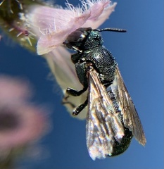 Ceratina unimaculata