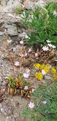 Lewisia columbiana