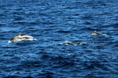 Stenella coeruleoalba