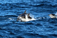 Stenella coeruleoalba