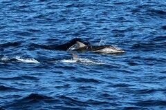 Stenella coeruleoalba