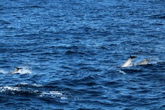 Stenella coeruleoalba