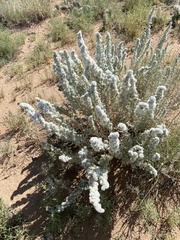 Krascheninnikovia lanata