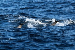Stenella coeruleoalba