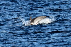 Stenella coeruleoalba