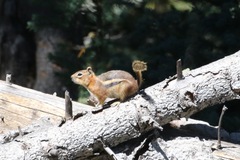 Callospermophilus lateralis