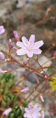 Lewisia columbiana