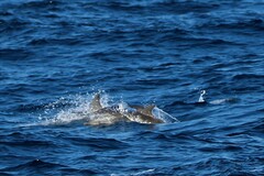 Stenella coeruleoalba