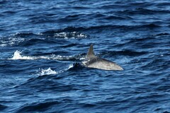 Stenella coeruleoalba