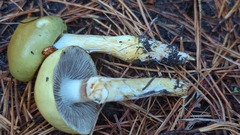 Stropharia