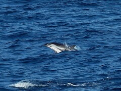 Stenella coeruleoalba