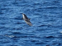 Stenella coeruleoalba