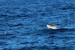 Stenella coeruleoalba