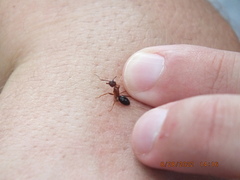 Camponotus floridanus