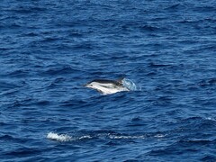 Stenella coeruleoalba
