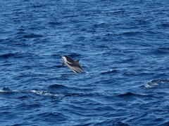 Stenella coeruleoalba