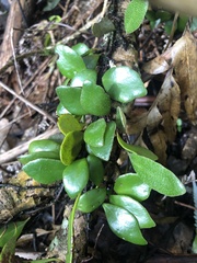 Pyrrosia eleagnifolia