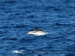 Stenella coeruleoalba
