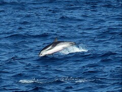 Stenella coeruleoalba