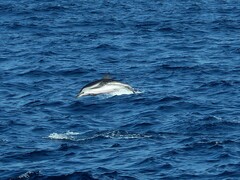 Stenella coeruleoalba