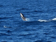 Stenella coeruleoalba