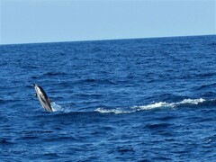 Stenella coeruleoalba