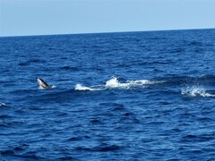 Stenella coeruleoalba