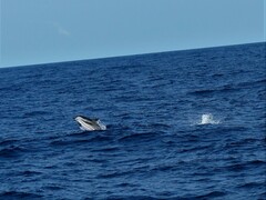 Stenella coeruleoalba