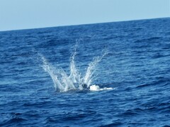 Stenella coeruleoalba