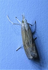 Parapediasia teterrellus