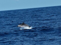 Stenella coeruleoalba