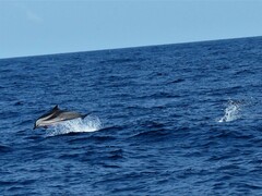 Stenella coeruleoalba