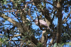 Anthochaera carunculata