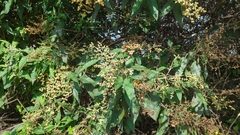 Buddleja cordata