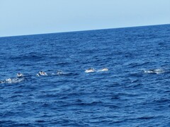 Stenella coeruleoalba