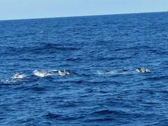 Stenella coeruleoalba