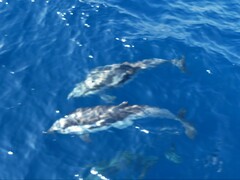 Stenella coeruleoalba
