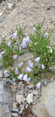 Campanula rotundifolia