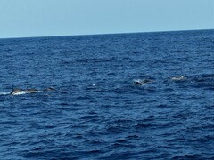 Stenella coeruleoalba