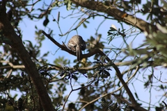 Anthochaera carunculata
