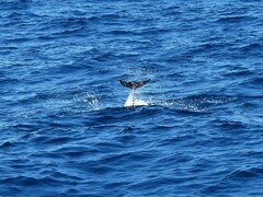 Stenella coeruleoalba
