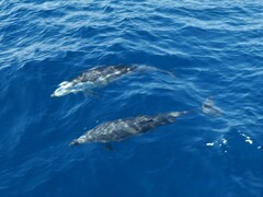 Stenella coeruleoalba