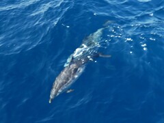 Stenella coeruleoalba