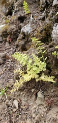Cystopteris fragilis