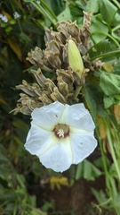 Ipomoea murucoides
